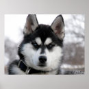 Search for husky posters Dog