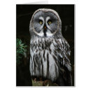 Search for great grey owl cards White