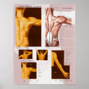 Search for shoulders posters Muscles