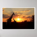Search for safari sunset posters Nature