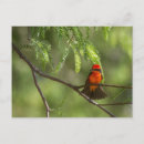 Search for flycatcher postcards Wildlife