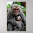 Search for cute monkey posters Animal