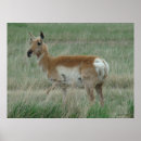 Search for antelope posters Antilocapra americana