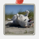 Search for happy christmas tree decorations Dog