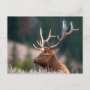Search for big game postcards Antlers
