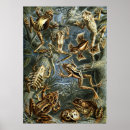 Search for frog illustration posters Vintage