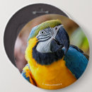 Search for blue macaw badges Parrot