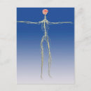 Search for nervous system postcards Ulnar nerves