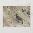 Search for bighorn postcards Animal