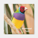Search for finch magnets Pet