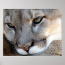Search for panther art Cougar