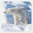 Search for ice bear stickers Wildlife