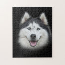 Search for siberian husky puzzles Fun
