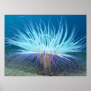 Search for sea life posters Ocean