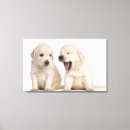 Search for brussels canvas prints Domestic animals