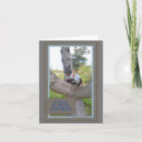 Search for catches cards Animal