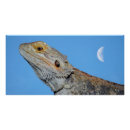 Search for lizard art Nature