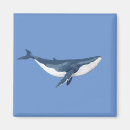 Search for blue whale magnets Wildlife
