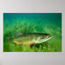Search for trout posters Montana