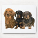 Search for dachshunds mousepads Dog