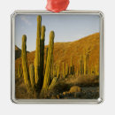 Search for arid christmas tree decorations Dry