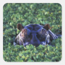 Search for mara stickers Adam jones