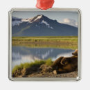 Search for wilderness christmas tree decorations Peaceful