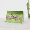 Search for cottontail cards Cute