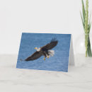 Search for bird of prey cards Animal