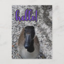 Search for goose postcards Animals
