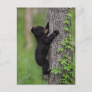Search for climbing tree postcards Jaynes gallery