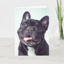 Search for french bulldog cards Purebred