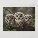 Search for cute owl postcards Owlets