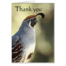 Search for desert birds cards Quail