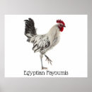 Search for rooster photography Poultry