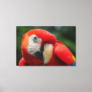 Search for bird scarlet macaw parrot art Green