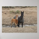 Search for mare posters Horse