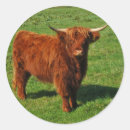 Search for scottish highland cattle stickers Farm