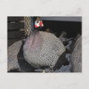 Search for fowl Poultry