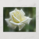 Search for white rose postcards Roses