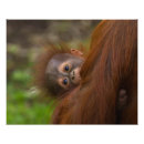 Search for borneo posters Orangutan
