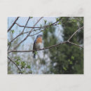 Search for bluebird postcards Nature