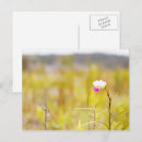 Search for wild orchid postcards Tropical