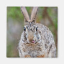 Search for cottontail Nature