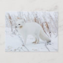 Search for lagopus postcards Mammal