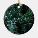 Search for junipers Berries