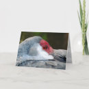 Search for crane cards Photograph