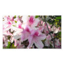 Search for white azalea art Blossoms