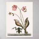 Search for frog illustration posters Vintage