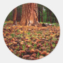 Search for pine cone stickers Branch